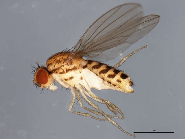 Imagem de Drosophila busckii Coquillett 1901