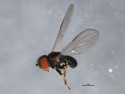 Image of Pipunculus hertzogi Rapp 1943