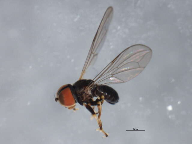 Image of Pipunculus hertzogi Rapp 1943