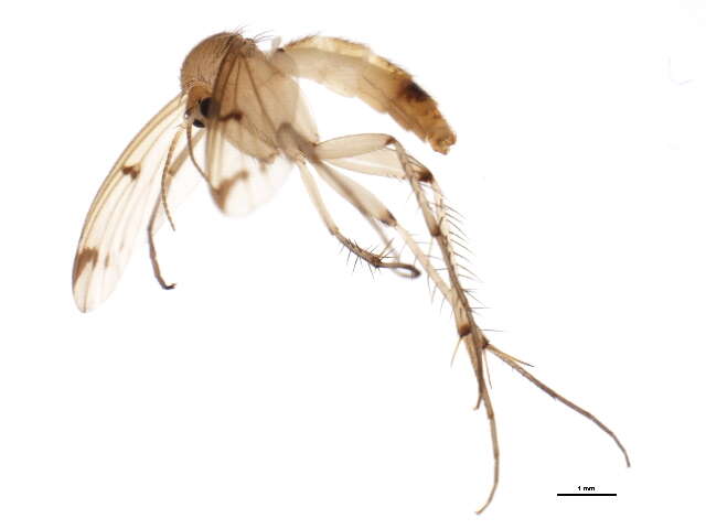 Image de Mycetophila cingulum Meigen 1830