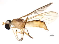 Plancia ëd Ptecticus trivittatus (Say 1829)