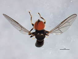 Image of Pipunculus hertzogi Rapp 1943