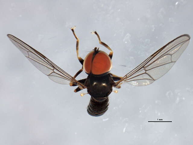 Image of Pipunculus hertzogi Rapp 1943