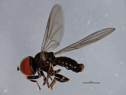 Image of Pipunculus hertzogi Rapp 1943