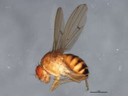 Imagem de Drosophila immigrans Sturtevant 1921