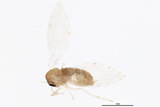 Image of Moth fly