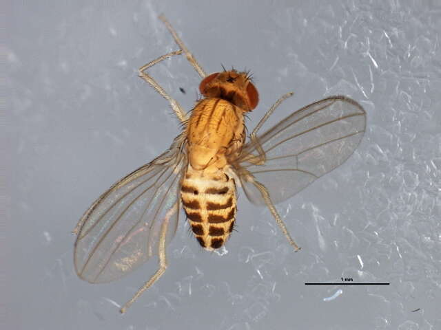 Imagem de Drosophila busckii Coquillett 1901