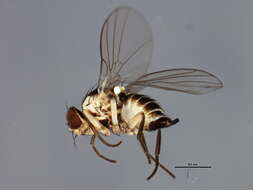 Image of Serpentine leaf miner