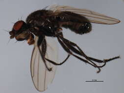 Image of <i>Copromyza sordida</i>