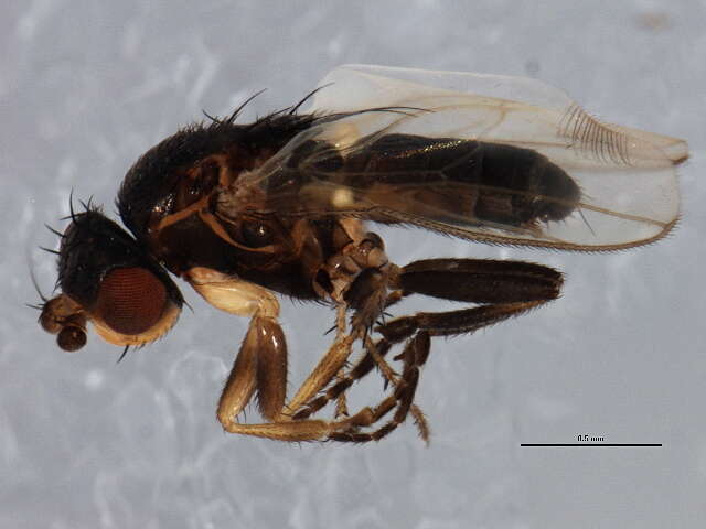 Image of Small dung fly