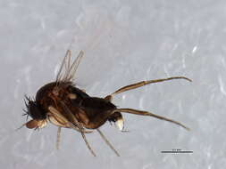 Image of Diocophora