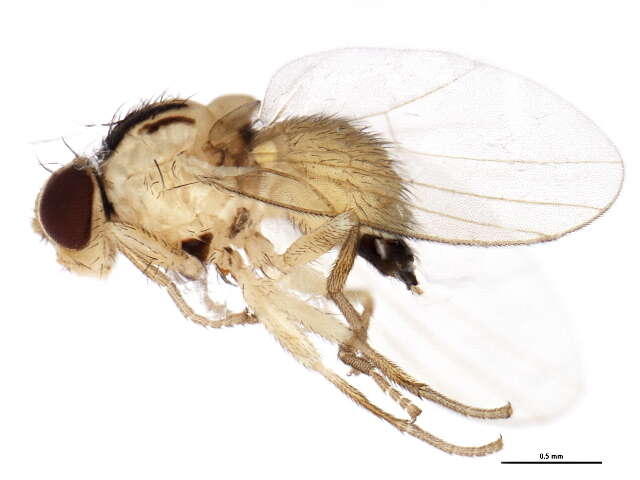 Image of Jewelweed Leafminer