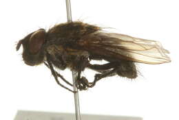 Image of Black-based cluster fly