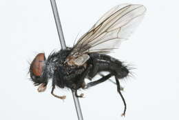 Image of House fly