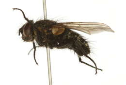 Image of Black-based cluster fly