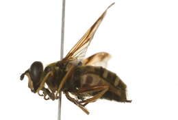 Image of Sericomyia chrysotoxoides Macquart 1842