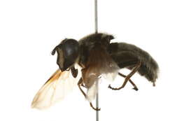 Image of Sericomyia militaris Walker 1849