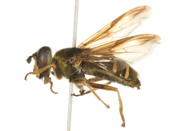 Image of Sericomyia chrysotoxoides Macquart 1842