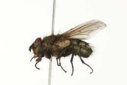 Image of Black-based cluster fly