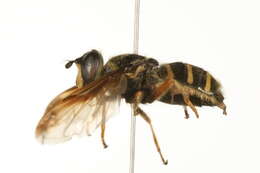 Image of Sericomyia chrysotoxoides Macquart 1842