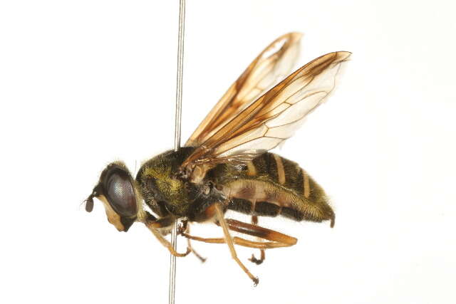 Image of Sericomyia chrysotoxoides Macquart 1842