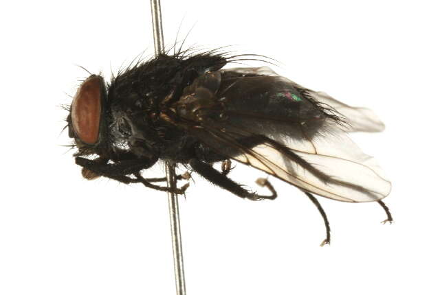 Image of House fly