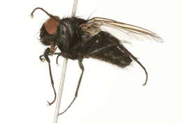 Image of House fly