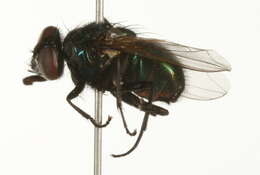 Image of Neomyia