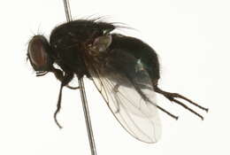 صورة Dasyphora