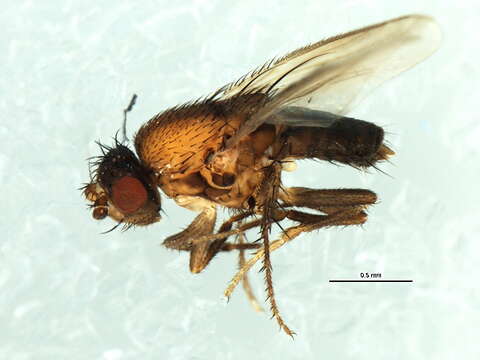 Image of Fly