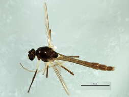 Image of Paratendipes