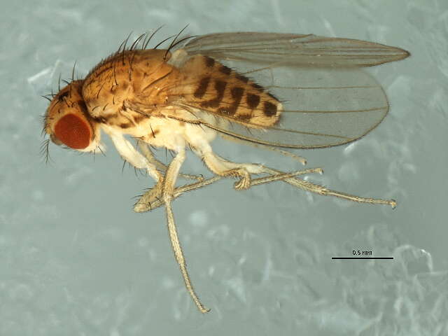 Imagem de Drosophila busckii Coquillett 1901