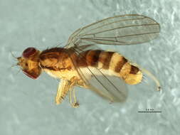 Image of anthomyzid flies