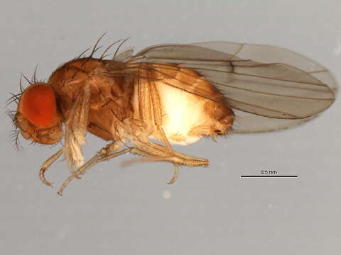 Imagem de Drosophila putrida Sturtevant 1916