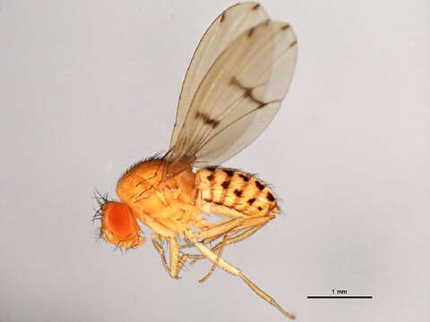 Image of Drosophila quinaria Loew 1866