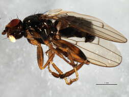 Image of Fly