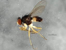 صورة Neodexiopsis calopyga (Loew 1872)