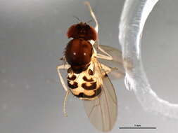 Image of Mycodrosophila claytonae Wheeler & Takada 1963