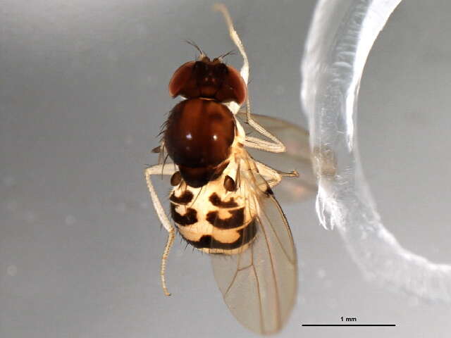 Image of Mycodrosophila claytonae Wheeler & Takada 1963