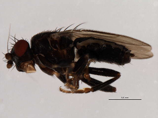 Apteromyia claviventris (Strobl 1909) resmi