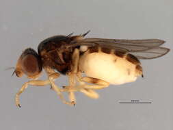 Image of <i>Tricimba trisulcata</i>