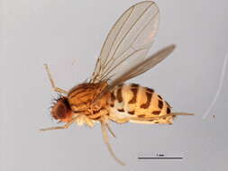 Imagem de Drosophila busckii Coquillett 1901