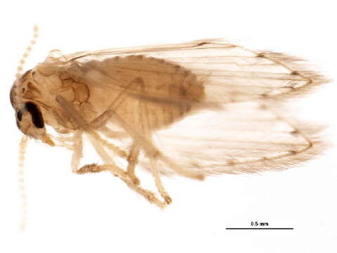 Image of Moth fly