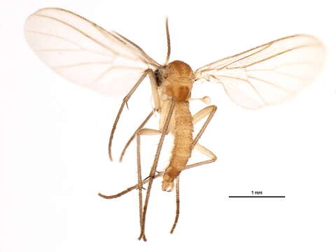 Image of Diadocidiidae