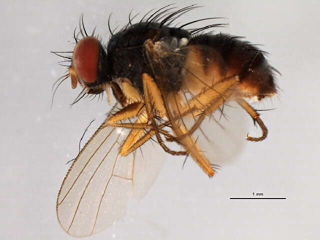 صورة Neodexiopsis calopyga (Loew 1872)