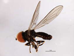Image of Pipunculus hertzogi Rapp 1943