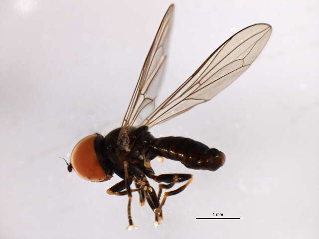 Image of Pipunculus hertzogi Rapp 1943