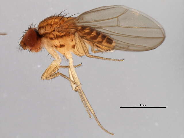 Imagem de Drosophila busckii Coquillett 1901