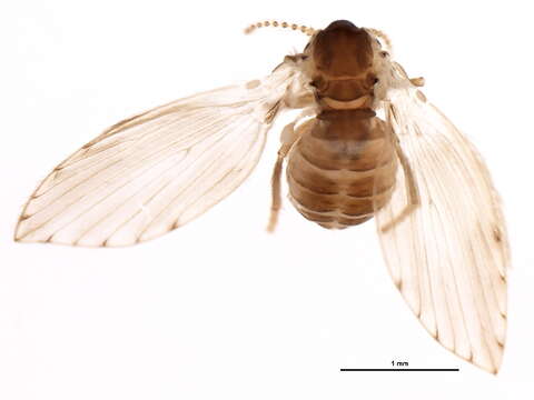 Image of Moth fly