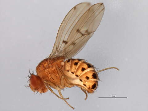 Image of Drosophila quinaria Loew 1866